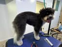 Pet grooming photo 3