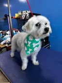 Pet grooming photo 7