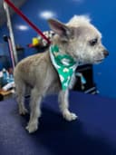 Pet grooming photo 8