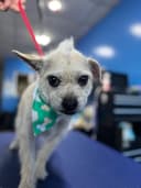 Pet grooming photo 10