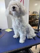 Pet grooming photo 16