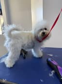 Pet grooming photo 17